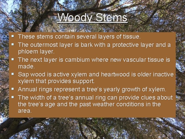 Woody Stems § These stems contain several layers of tissue. § The outermost layer