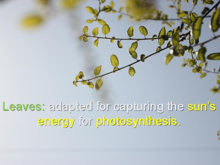 Leaves: adapted for capturing the sun’s energy for photosynthesis. 