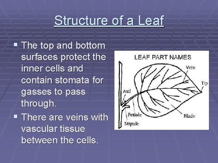 Structure of a Leaf § The top and bottom surfaces protect the inner cells