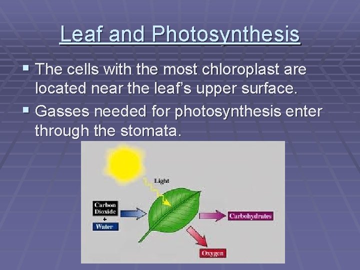 Leaf and Photosynthesis § The cells with the most chloroplast are located near the