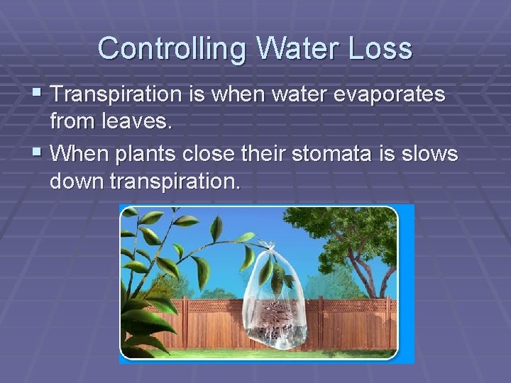 Controlling Water Loss § Transpiration is when water evaporates from leaves. § When plants