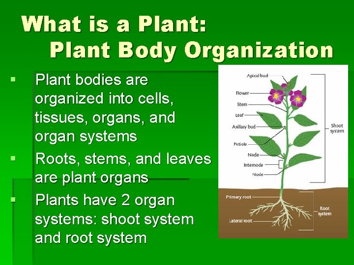 What is a Plant: Plant Body Organization § § § Plant bodies are organized