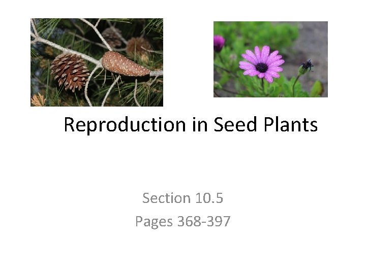 Reproduction in Seed Plants Section 10. 5 Pages 368 -397 