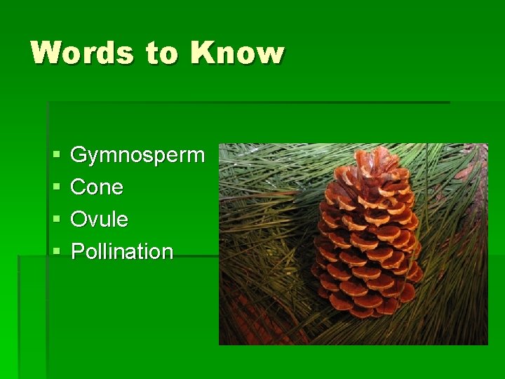 Words to Know § § Gymnosperm Cone Ovule Pollination 