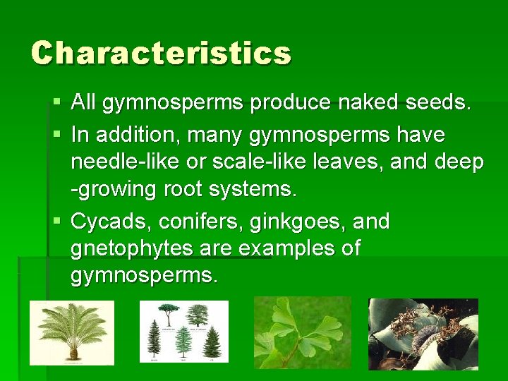 Characteristics § All gymnosperms produce naked seeds. § In addition, many gymnosperms have needle-like