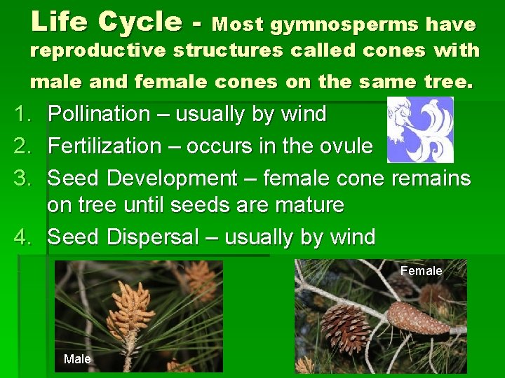 Life Cycle - Most gymnosperms have reproductive structures called cones with male and female