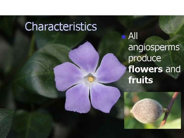 Characteristics n All angiosperms produce flowers and fruits 