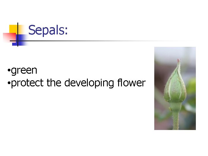 Sepals: • green • protect the developing flower 