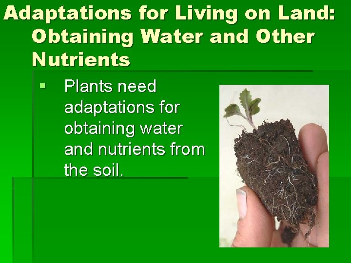 Adaptations for Living on Land: Obtaining Water and Other Nutrients § Plants need adaptations