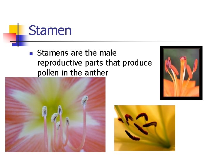 Stamen n Stamens are the male reproductive parts that produce pollen in the anther