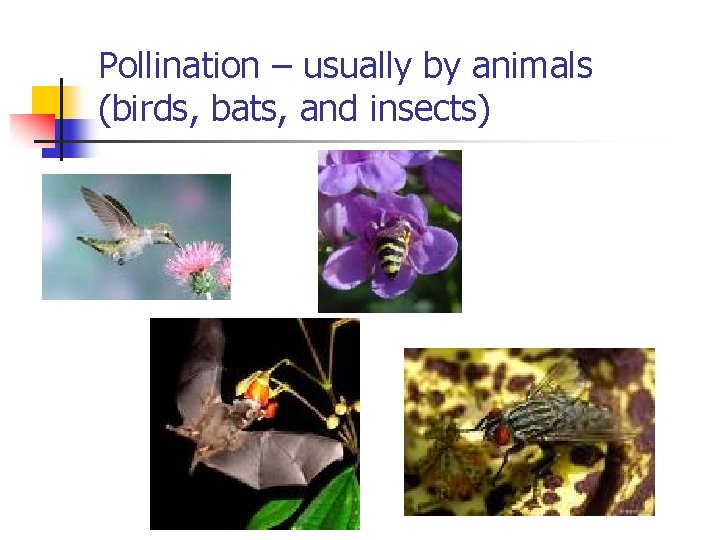Pollination – usually by animals (birds, bats, and insects) 