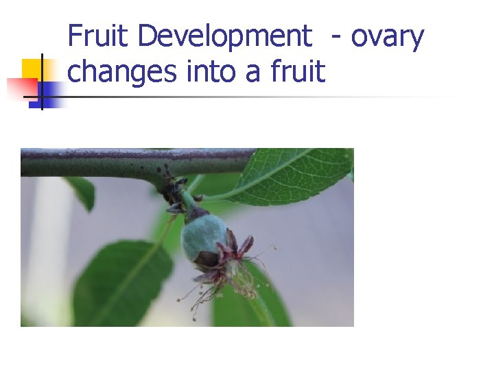 Fruit Development - ovary changes into a fruit 