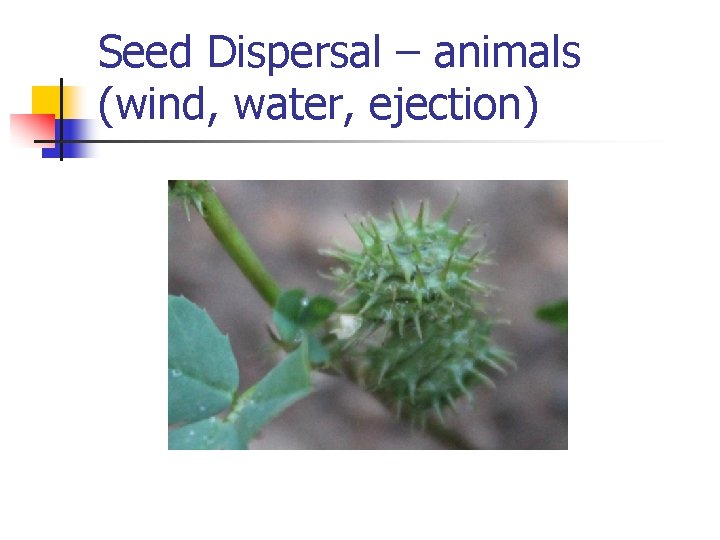 Seed Dispersal – animals (wind, water, ejection) 