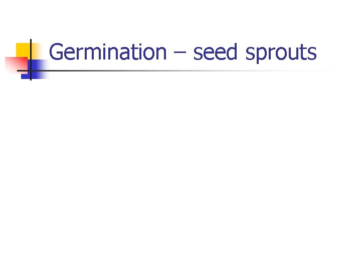 Germination – seed sprouts 