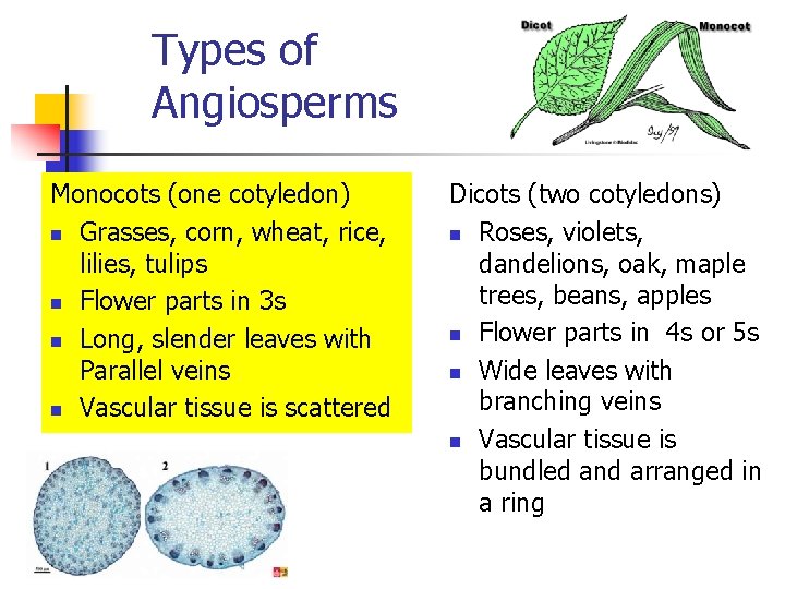 Types of Angiosperms Monocots (one cotyledon) n Grasses, corn, wheat, rice, lilies, tulips n