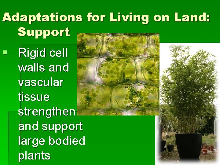 Adaptations for Living on Land: Support § Rigid cell walls and vascular tissue strengthen