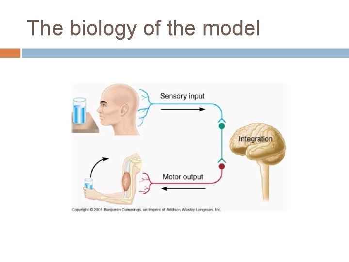 The biology of the model 