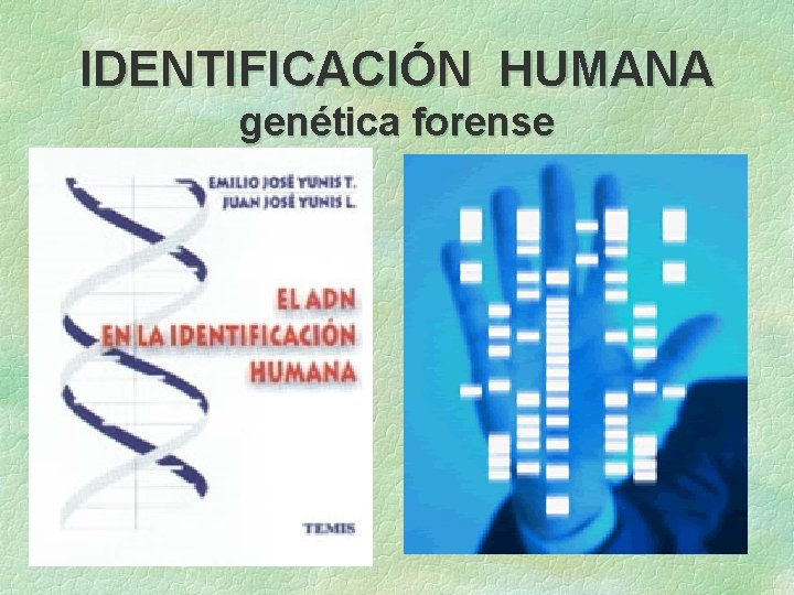 IDENTIFICACIÓN HUMANA genética forense 