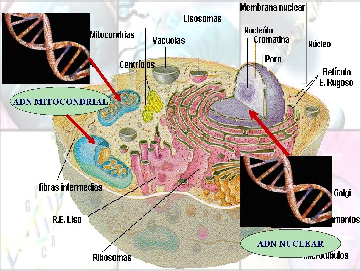 ADN MITOCONDRIAL ADN NUCLEAR 