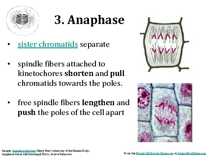 3. Anaphase • sister chromatids separate • spindle fibers attached to kinetochores shorten and