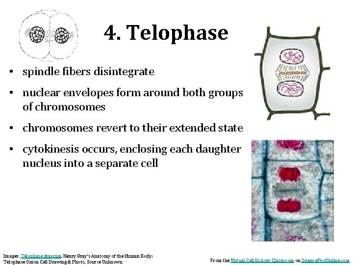4. Telophase • spindle fibers disintegrate • nuclear envelopes form around both groups of