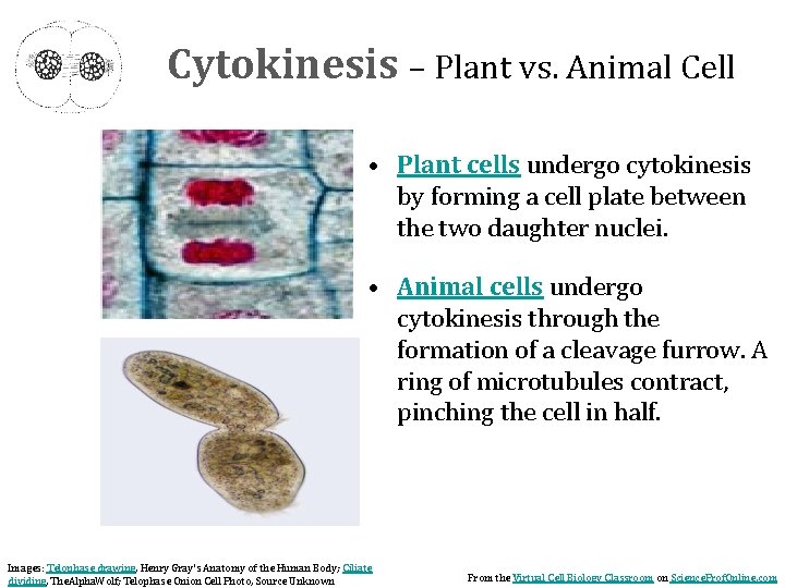 Cytokinesis – Plant vs. Animal Cell • Plant cells undergo cytokinesis by forming a