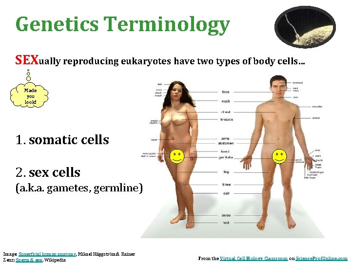 Genetics Terminology SEXually reproducing eukaryotes have two types of body cells… Made you look!