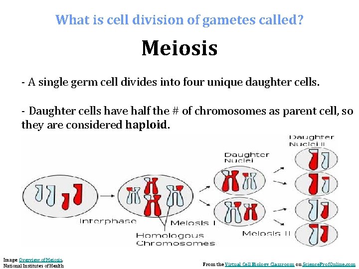 What is cell division of gametes called? Meiosis - A single germ cell divides