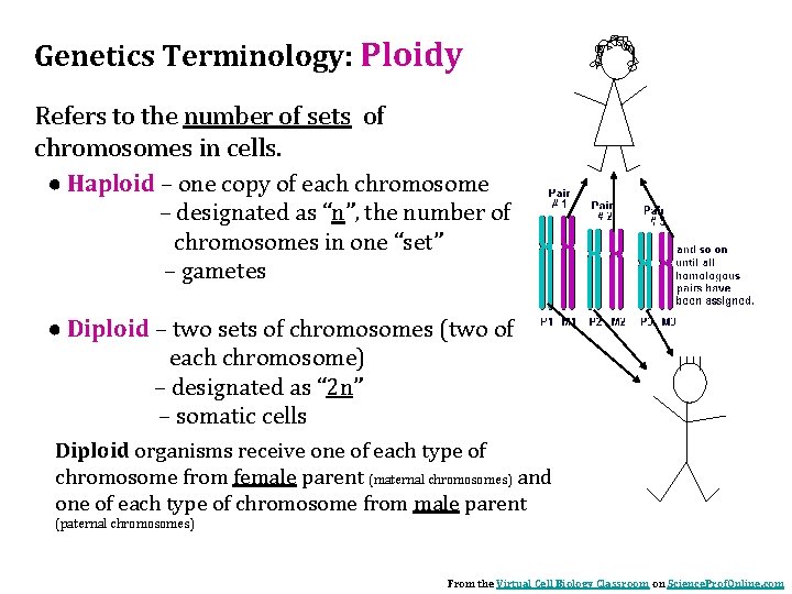 Genetics Terminology: Ploidy Refers to the number of sets of chromosomes in cells. ●