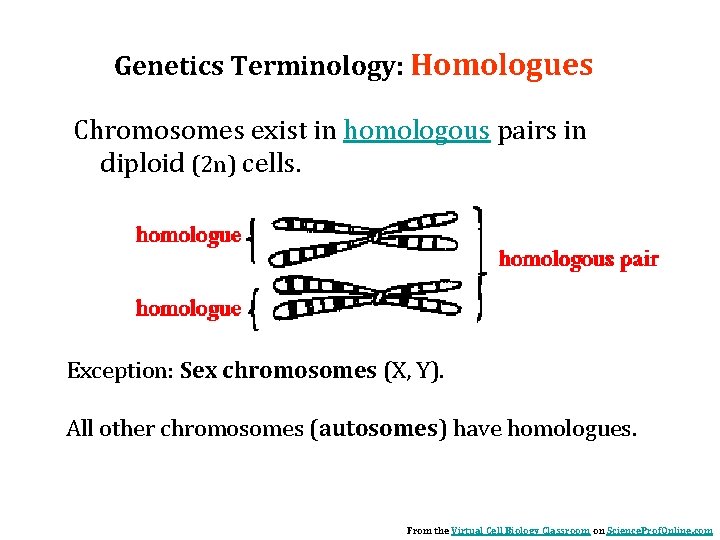 Genetics Terminology: Homologues Chromosomes exist in homologous pairs in diploid (2 n) cells. Exception: