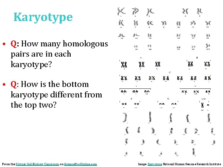 Karyotype • Q: How many homologous pairs are in each karyotype? • Q: How