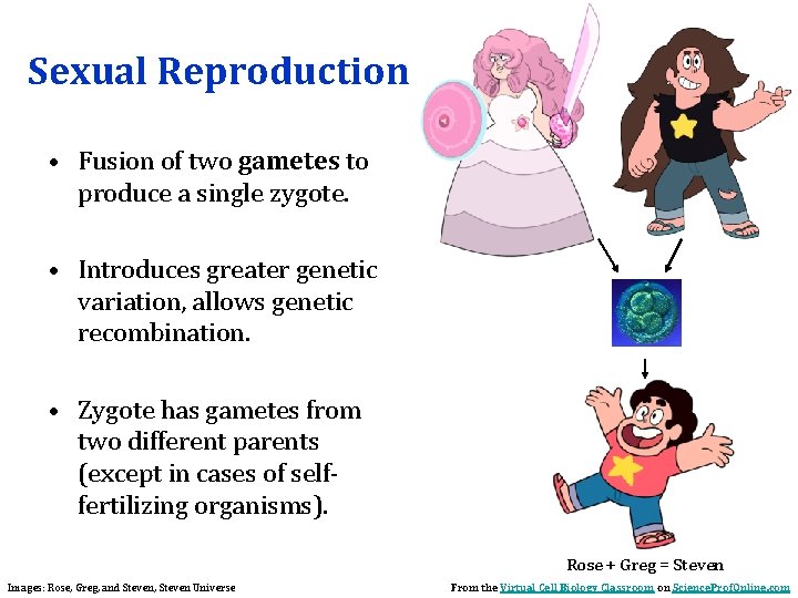 Sexual Reproduction • Fusion of two gametes to produce a single zygote. • Introduces