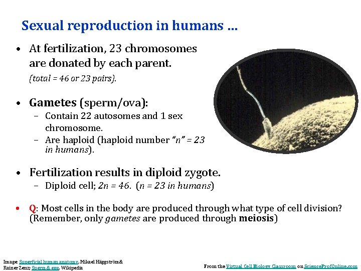 Sexual reproduction in humans … • At fertilization, 23 chromosomes are donated by each