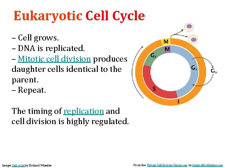Eukaryotic Cell Cycle – Cell grows. – DNA is replicated. – Mitotic cell division