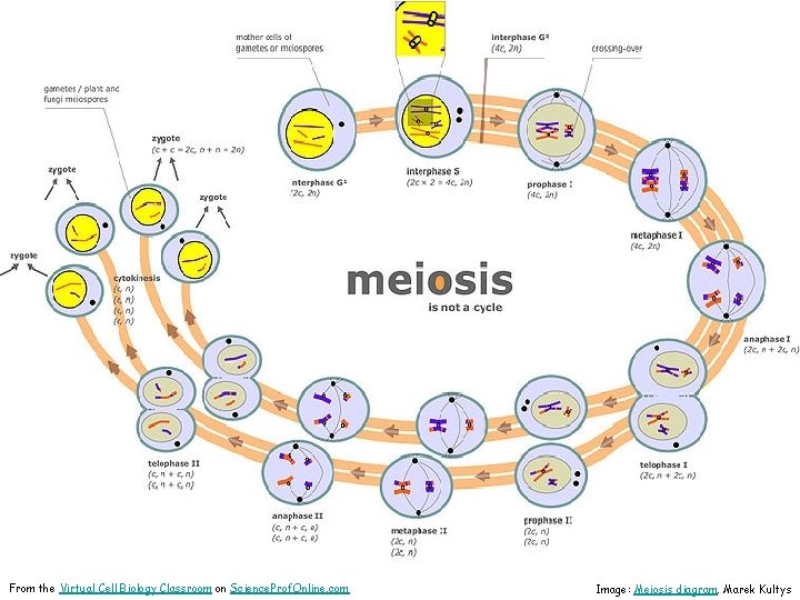 From the Virtual Cell Biology Classroom on Science. Prof. Online. com Image: Meiosis diagram,