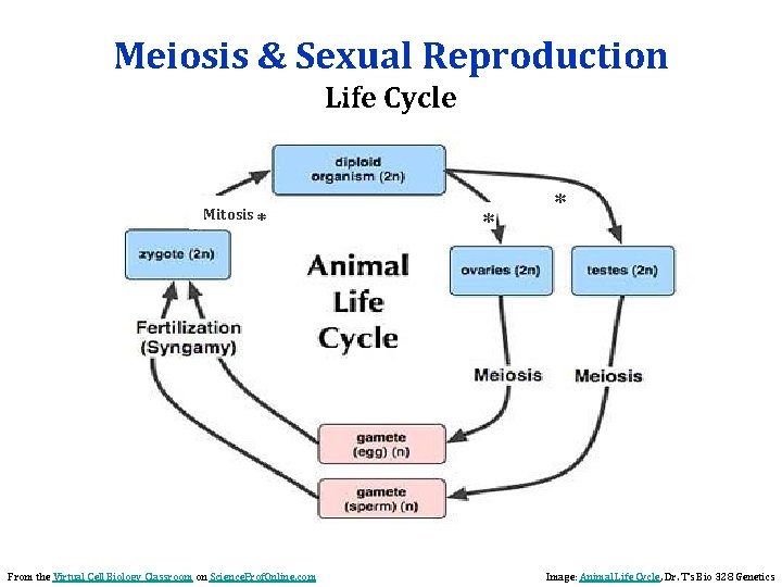 Meiosis & Sexual Reproduction Life Cycle Mitosis * From the Virtual Cell Biology Classroom