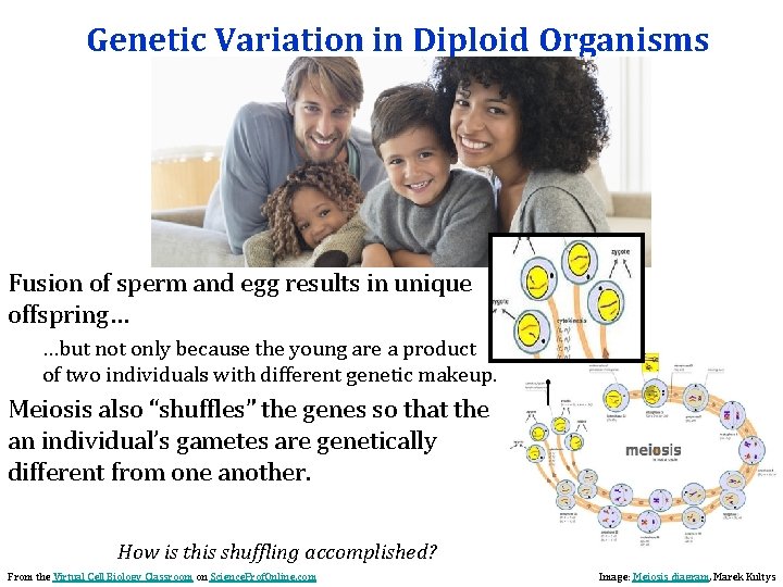 Genetic Variation in Diploid Organisms Fusion of sperm and egg results in unique offspring…