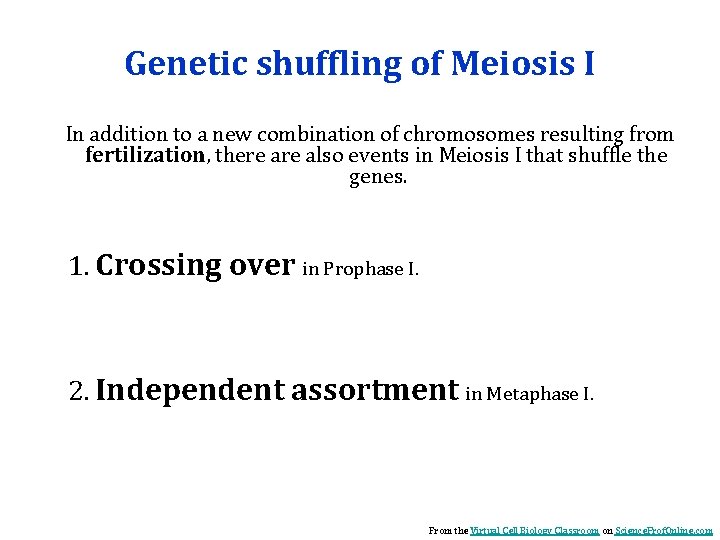 Genetic shuffling of Meiosis I In addition to a new combination of chromosomes resulting