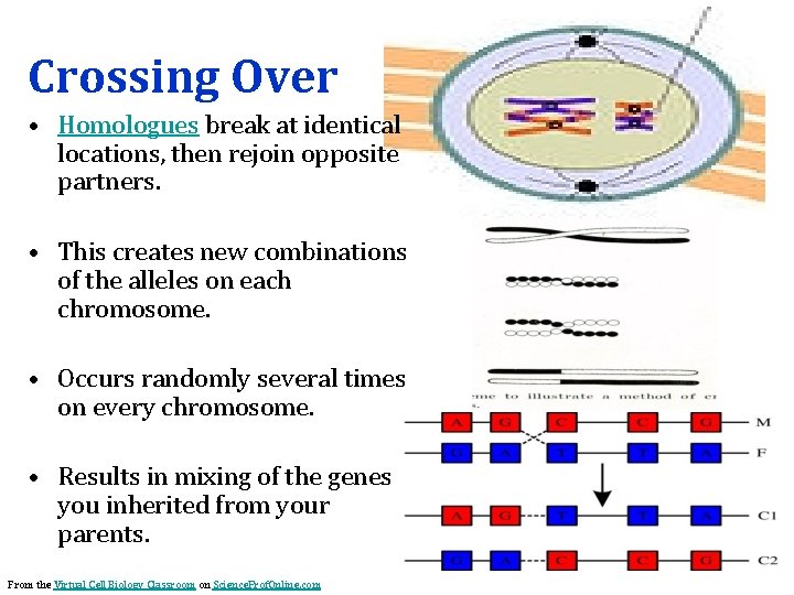 Crossing Over • Homologues break at identical locations, then rejoin opposite partners. • This