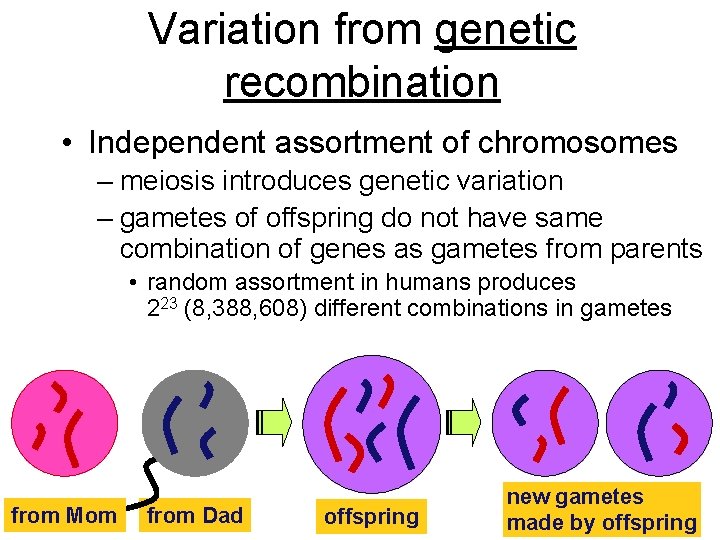 Variation from genetic recombination • Independent assortment of chromosomes – meiosis introduces genetic variation