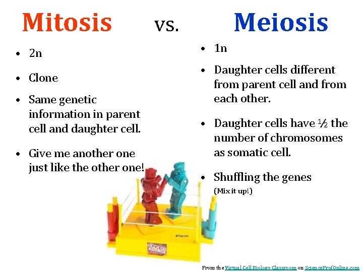 Mitosis • 2 n • Clone • Same genetic information in parent cell and