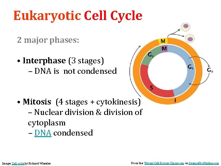 Eukaryotic Cell Cycle 2 major phases: • Interphase (3 stages) – DNA is not