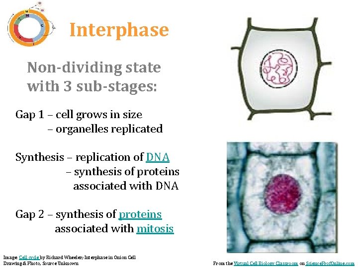 Interphase Non-dividing state with 3 sub-stages: Gap 1 – cell grows in size –