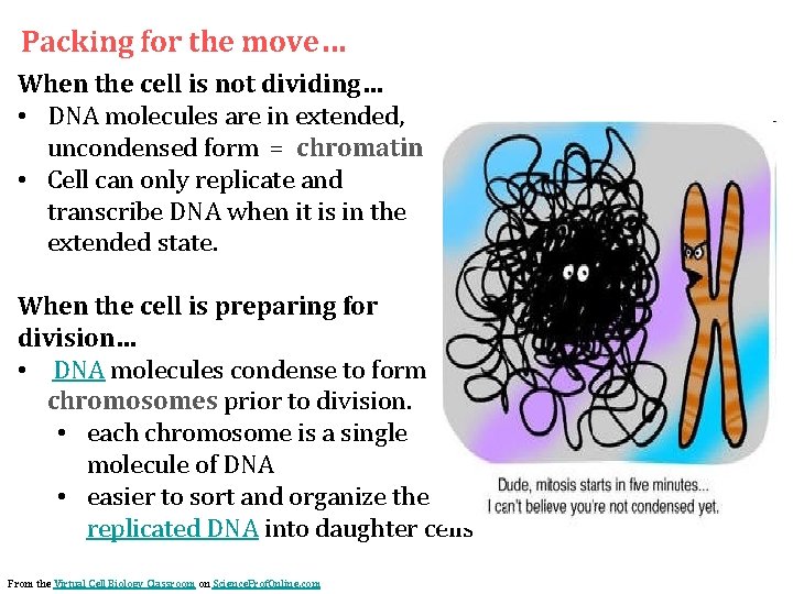 Packing for the move… When the cell is not dividing… • DNA molecules are