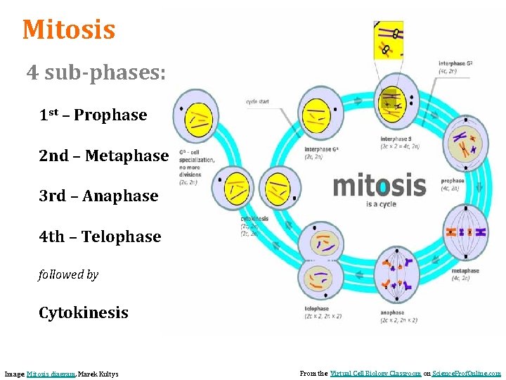 Mitosis 4 sub-phases: 1 st – Prophase 2 nd – Metaphase 3 rd –