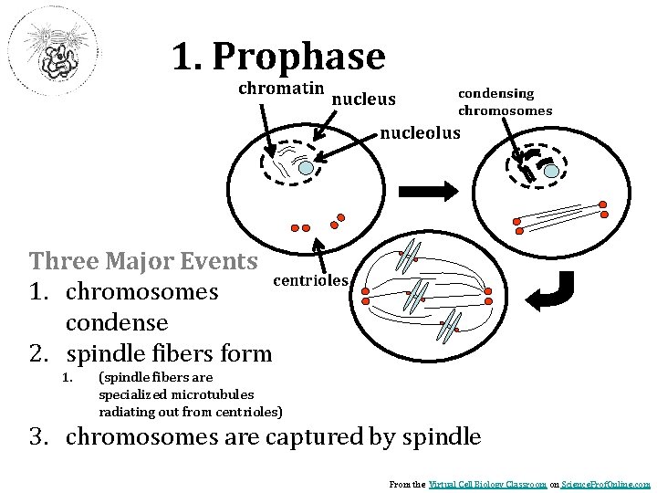 1. Prophase chromatin nucleus condensing chromosomes nucleolus Three Major Events centrioles 1. chromosomes condense