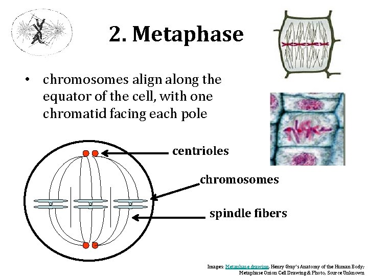 2. Metaphase • chromosomes align along the equator of the cell, with one chromatid