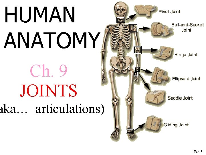 HUMAN ANATOMY Ch. 9 JOINTS aka… articulations) Per. 3 