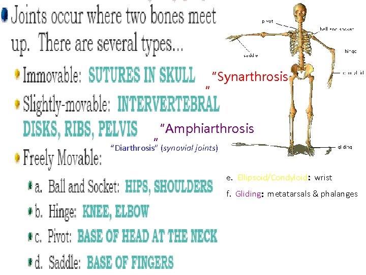 “Synarthrosis ” “Amphiarthrosis ”(synovial joints) “Diarthrosis” e. Ellipsoid/Condyloid: wrist f. Gliding: metatarsals & phalanges