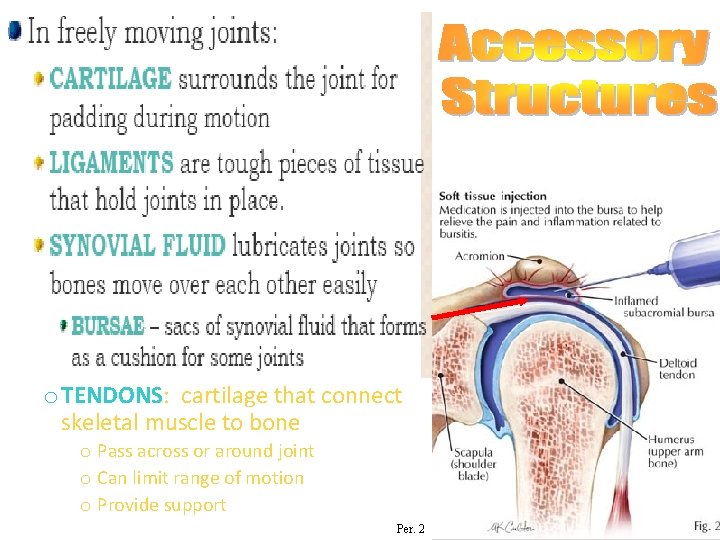 o TENDONS: cartilage that connect skeletal muscle to bone o Pass across or around